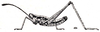 Gomphomastax antennata Brunner von Wattenwyl, 1898: Fig. 142 (after type). male habitus. (Otu).
