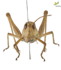 CollectionObject 2243514; Unioeste Cascavel K-0569, f4b852eb-c5a9-4ae8-8593-01371b431aa5, Unioeste Cascavel K-0569: Female, frontal view. (CollectionObject).