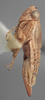Habitus, lateral view on Athysanella (Athysanella) cursa Blocker, 1988: Lateral. (Observation).