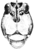 Nomotettix cristatus cristatus (Scudder, 1862): Fig. 8. male, head, facial view. (Otu).
