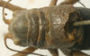 CollectionObject 1520687; 85b53a5e-5735-46bc-ae53-f0986ec977d9: male pronotum, dorsal view (paratype). (CollectionObject).