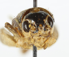 CollectionObject 1476622; 9aab332a-459d-4f9e-ae6b-e71b8501117b, MNHN-EO-ENSIF6929: male, face (holotype). (CollectionObject).