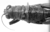 CollectionObject 1521358; f92db402-1d2b-4a4b-b022-62282064ea67: Image Carbonell, C.S. female head and pronotum, dorsal view (holotype). (CollectionObject).