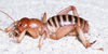 CollectionObject 2797676; CAS Entomology type 20090, c7b0b675-2a69-47f3-9b81-17ea9c63d692: Holotype male. (CollectionObject).