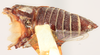 Habitus, dorsal view on Dingkana borealis Goding, 1903: (Observation).