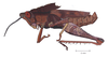 Colpolopha bruneri Rehn, 1905: male, lateral view. (Otu).