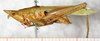 CollectionObject 1576642; NMW 22052, 54e50fc9-4298-425f-950e-d65cfb3c081e: male, lateral view. (CollectionObject).