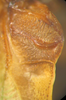 Kuwayamaea sapporensis Matsumura & Shiraki, 1908: male left stridulatory area. (Otu).