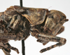 CollectionObject 1539785; 3d85e4a1-4860-45a6-98ae-b94497cbe1c8: male pronotum, lateral view (holotype). (CollectionObject).