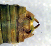 CollectionObject 1500225; 7021a2b4-d62a-43eb-9390-e8b62bddaab4, DORSA BTuropaiS01: male cerci (holotype). (CollectionObject).