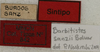 CollectionObject 1535929; 54bd9f26-10e9-4543-b9e2-2a477d51e02d: labels (male syntype of Barbitistes sanzii). (CollectionObject).