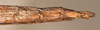CollectionObject 1561316; b414e1dc-8993-42e9-9cb7-4610bec32019: copyright OUMNH. female: end of abdomen, ventral view of synonym Metriotes dictys (holotype). (CollectionObject).