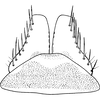 Subgenital plate, ventral view on Arocephalus (Arocephalus) longiceps (Kirschbaum, 1868): Subgenital plate. (Observation).