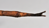 CollectionObject 1558585; NTUC 719, eb6f0012-b2b7-495b-835a-b789b0b39b78: copyright NTUC. female: end of abdomen, dorsal view (holotype). (CollectionObject).