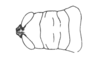 Neopedies noroestensis Ronderos, 1991: Fig. H. female head and pronotum of male, dorsal view. (Otu).