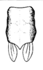 Caenomastax insignis Hebard, 1923: Pl. 12, Fig. 5 (after type). male, pronotum and tegmina, dorsal view. (Otu).