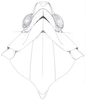 Neomenocria advena (Spinola, 1839): (Otu).