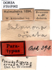 CollectionObject 1566135; bb179cda-7bef-425c-bda6-52fb27ac316c: labels (syntype). (CollectionObject).
