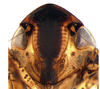 Head: !! display not done !! on Acuera (Acuera) adspersa (Stål, 1854): Male specimen [DZUP]: head, ventral view. (Observation).