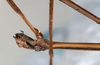 CollectionObject 1559379; NMW 307, 5bcbf320-07a8-4072-a0c5-968e84d6020b: copyright NMW, Vienna. male: head & thorax, ventral view (holotype). (CollectionObject).