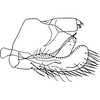 Pygofer, lateral view: Pygofer, lateral view. (Observation).
