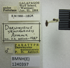 CollectionObject 1595415; 5de253fe-8a3c-43dc-91ca-25268d99399f: Darwinysius wenmanensis. Paratype. (BMNH) - (CC BY-NC 4.0) Photo by Stuart Cole, reproduced with permission from the Natural History Museum, London, UK. (CollectionObject).