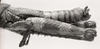 CollectionObject 1523828; e4e0a5aa-a5dd-41a4-a5ab-f29df6829051: male abdomen, lateral view (holotype). (CollectionObject).