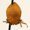 Tortistilus Caldwell, 1949: _Tortistilus inermis_. (Otu).