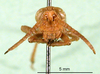 CollectionObject 1501268; cafec964-cc84-4889-88a4-2d2510cd742f: male, frontal view (holotype). (CollectionObject).