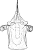 Aedeagus, ventral view: !! display not done !! on Jassargus (Jassargus) distinguendus (Flor, 1861): Aedeagus, ventral view. (Observation).