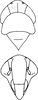 Head on Distantasca paraterminalis (Qin & Zhang, 2007): Head and thorax (holotype). (Observation).