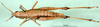 CollectionObject 1501388; dc1972f6-7aac-403e-a27e-2d5e94b9dfc7, DORSA BA000591S01: female, dorsal view (holotype). (CollectionObject).