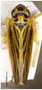 Habitus, dorsal view on Evacanthus (Nufrieva) fanjinganus Li & Wang, 1992 now Evacanthus (Nufrieva) ogumae Matsumura, 1911: (Observation).