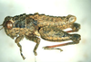 Lithidiopsis carinatus Dirsh, 1956: male, lateral view. (Otu).