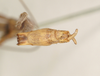 CollectionObject 1561507; NHMUK(SF IMPORT DUPLICATE) 844550, 27bdf160-5f2c-4711-8869-27110b81d67d: copyright Natural History Museum, London. male: end of abdomen, ventral view (syntype). (CollectionObject).