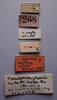 CollectionObject 1583253; be4a2b04-6d85-45c4-b935-e00705224580: labels (paralectotype). (CollectionObject).