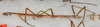 CollectionObject 1559010; b1b7af32-929c-4341-b187-0c427688e1ac: copyright USNM, Washington. (CollectionObject).;CollectionObject 1559011; 4b79db5f-56ee-41d9-945c-417a68134647: copyright USNM, Washington. (CollectionObject).