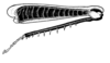 Aleuas paranensis Carbonell, 2008: Fig. 23. female, hind leg, internal view. (Otu).