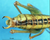 CollectionObject 1536543; 3e43fd7a-f98a-4fa8-ba02-364b7f8523a1: male cerci (paratype). (CollectionObject).