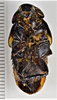 CollectionObject 1848728; c5e2f241-8f4a-4b5b-bd09-511439daf0a2: (CollectionObject).