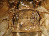 CollectionObject 1530714; c16f3956-1460-43d6-93eb-59af9a918b13: male, metanotal gland (lectotype). (CollectionObject).