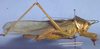 CollectionObject 1504188; 4fcd742d-c25f-46de-95c5-b93bb29b0e7a: male habitus, lateral view (holotype). (CollectionObject).