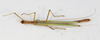 CollectionObject 1557510; ed9a1bd7-9c22-4906-add0-e9aa3b3aa129: copyright NMW, Vienna. male, dorsal view (lectotype). (CollectionObject).