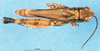 CollectionObject 1581405; 9988e7eb-206f-4ee3-abc9-f9ebe4312c16: male, dorsal view (paratype). (CollectionObject).