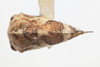 Habitus, dorsal view on Cyrtolobus parvulus Woodruff, 1924: (Observation).