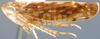 Habitus, lateral view on Ferganotettix Dubovsky, 1966: Ferganotettix elegans, lateral habitus (INHS). (Observation).