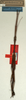 CollectionObject 1561117; NMW 571, 83f3fe11-c367-44e1-8288-50c9a788ce9d: copyright NMW, Vienna. male (holotype). (CollectionObject).