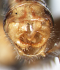 CollectionObject 1597498; 2c29c080-a1e0-4145-9526-e282bae97709: male abdomen tip, caudal view. (CollectionObject).