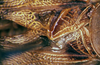 CollectionObject 1475812; ab271183-163a-4942-99ae-f3626f01b929: male, stridulatory area (syntype). (CollectionObject).