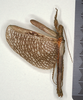 CollectionObject 1561358; 95b1cf49-2a4a-4571-84bc-429fba99cabd: copyright MIZ, Warsaw. male (syntype). (CollectionObject).;CollectionObject 1561359; 7fea4d77-908e-4597-9734-c9a775e418e4: copyright MIZ, Warsaw. male (syntype). (CollectionObject).